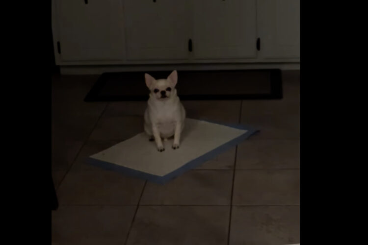 ダイエット中の愛犬。だけどおやつが欲しくて・・必死のアピール！！【海外・動画】