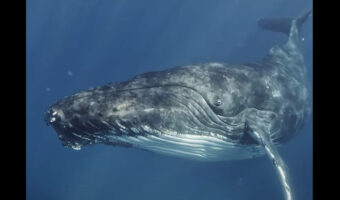 シュノーケリング中の奇跡。現れたクジラと目があった!?【海外・動画】