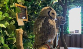 木にとまっている可愛いフクロウたち・・・一番奥にいたフクロウが面白い体勢をしていた!!