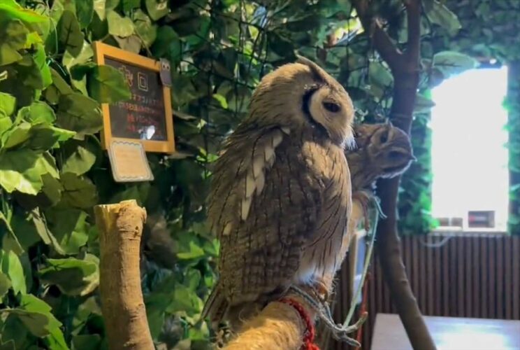 木にとまっている可愛いフクロウたち・・・一番奥にいたフクロウが面白い体勢をしていた！！