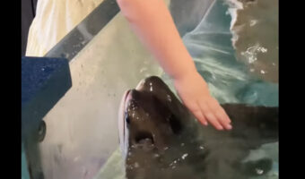 エイが「いい子いい子」とナデナデしてもらって喜んでる!?水族館のエイと女の子の交流にほっこり!!【アメリカ・動画】