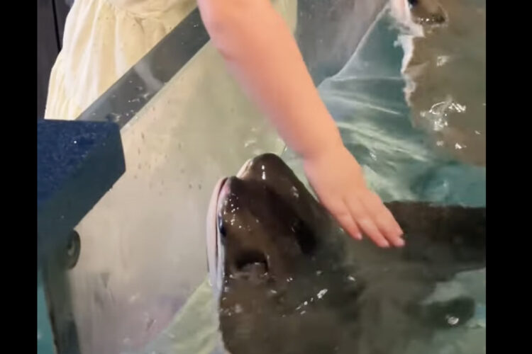 エイが「いい子いい子」とナデナデしてもらって喜んでる！？水族館のエイと女の子の交流にほっこり！！【アメリカ・動画】