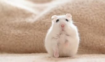 ハムスターが少しずつ立ち上がる様子が可愛すぎる!「これは見ていて飽きない」「すべての動作が可愛い」