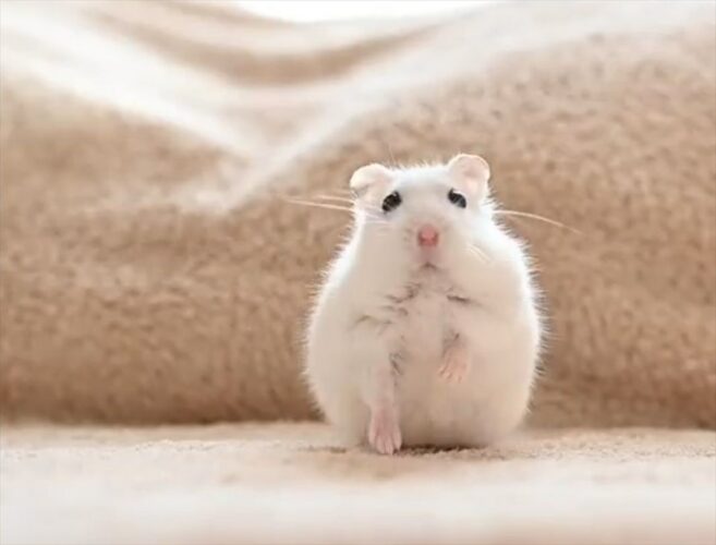 ハムスターが少しずつ立ち上がる様子が可愛すぎる！「これは見ていて飽きない」「すべての動作が可愛い」