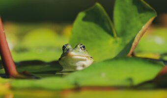 「蛇に睨まれた蛙」とはどんな意味?どのような状況で使われる言葉なの?