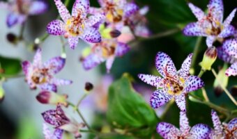 「杜鵑草」とはなんと読むの？実はあの生き物と同じ読み方なんです！！