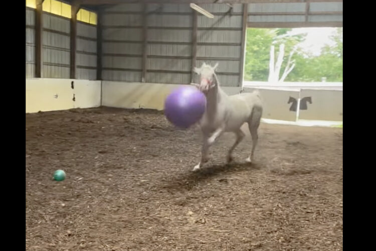 渡してから10秒ほどしか経っていないのに・・。馬にビニールボールを渡して存分に遊んでもらった結果・・【アメリカ・動画】