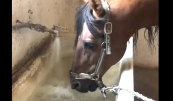水が貯まるのを待っているのかな?水を停められた馬は・・すぐ蛇口をひねって再開させます!!【海外・動画】