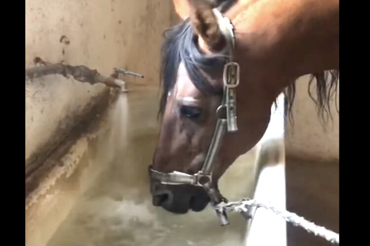 水が貯まるのを待っているのかな？水を停められた馬は・・すぐ蛇口をひねって再開させます！！【海外・動画】