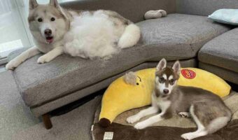 換毛期を迎えたシベリアンハスキーの子犬の抜け毛が可愛いらしい!