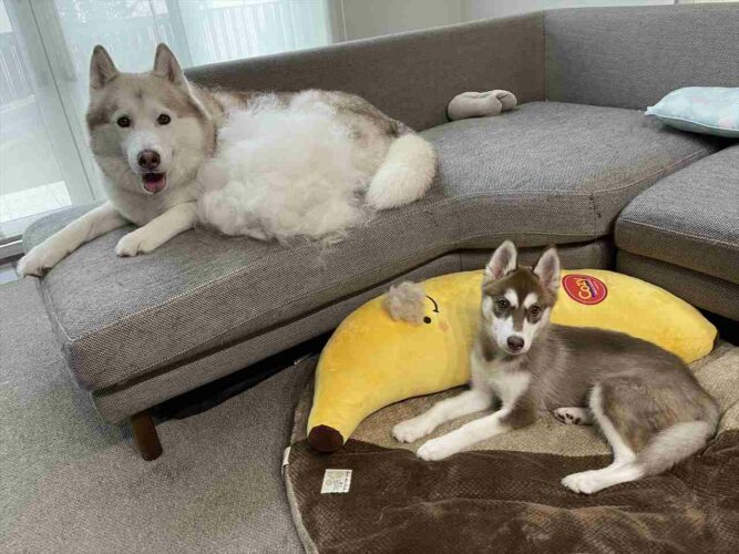 換毛期を迎えたシベリアンハスキーの子犬の抜け毛が可愛いらしい！