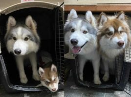 「大きくなったね」小さい頃からずっと仲がいいシベリアンハスキーたちの成長がわかる写真に反響！