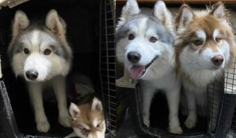 「大きくなったね」小さい頃からずっと仲がいいシベリアンハスキーたちの成長がわかる写真に反響!
