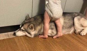 子供が転ばないようにクッションになる優しい愛犬に反響！「なんて優しいんだろう」