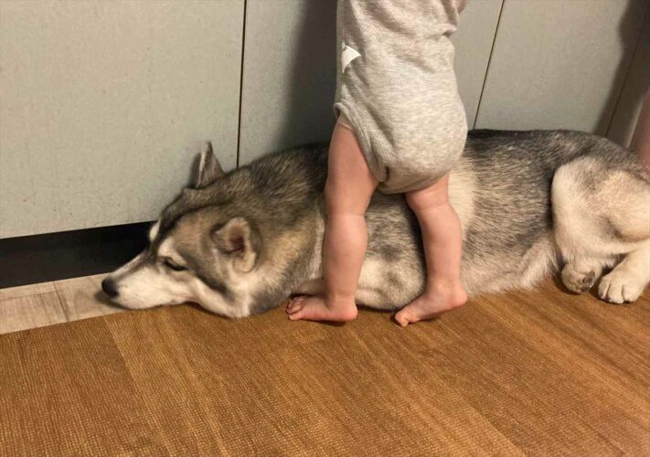 子供が転ばないようにクッションになる優しい愛犬に反響！「なんて優しいんだろう」