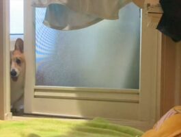 「ブルブルしたい犬 VS ブルブルさせたくない人間」お風呂上がりのコーギーと飼い主さんの攻防が面白い！