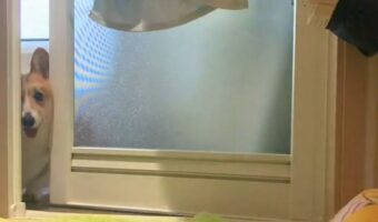 「ブルブルしたい犬 VS ブルブルさせたくない人間」お風呂上がりのコーギーと飼い主さんの攻防が面白い!