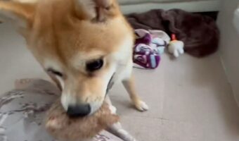 これが気に入ったワン!実家に持って帰るおもちゃを選んだ時の愛犬が可愛すぎる!