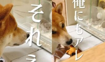 【大人気柴犬こむぎ】回し車で遊ぶハムスターに目が釘付けの柴犬こむぎ。ハムスターとの2ショットが可愛いすぎる!