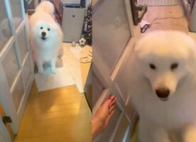 「おかえりーー！！」の時に、なぜか2回跳ねてから飛びついてきたサモエドが可愛すぎる！