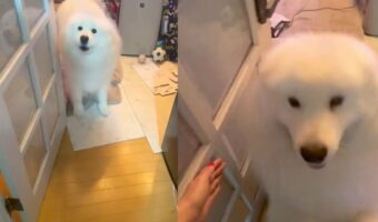 「おかえりーー！！」の時に、なぜか2回跳ねてから飛びついてきたサモエドが可愛すぎる！