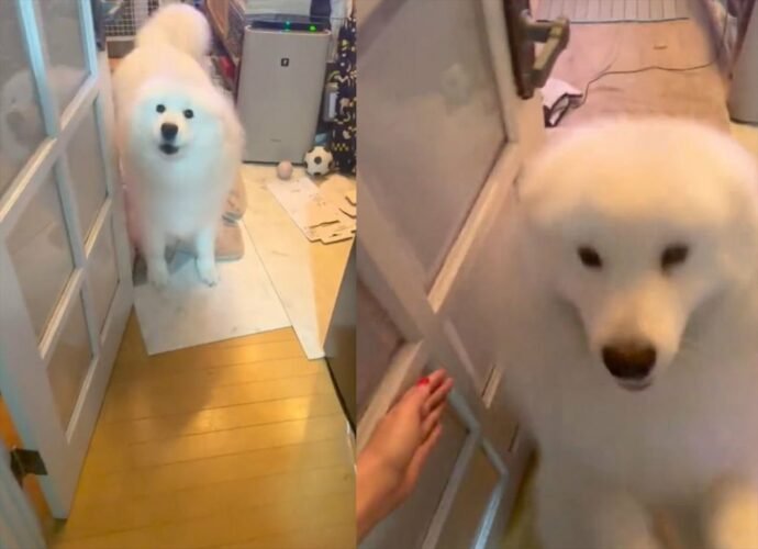 「おかえりーー！！」の時に、なぜか2回跳ねてから飛びついてきたサモエドが可愛すぎる！