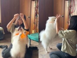 飼い主さんの真似をする愛犬が可愛すぎる！「どんどん真似っこレベルが上がってる」