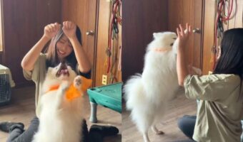 飼い主さんの真似をする愛犬が可愛すぎる!「どんどん真似っこレベルが上がってる」