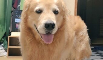 とりあえず「お帰り」は言ってくれるけど・・・次の瞬間、即座にテレビ鑑賞する犬が面白い!「肘ついて寝転んでるオッサン」