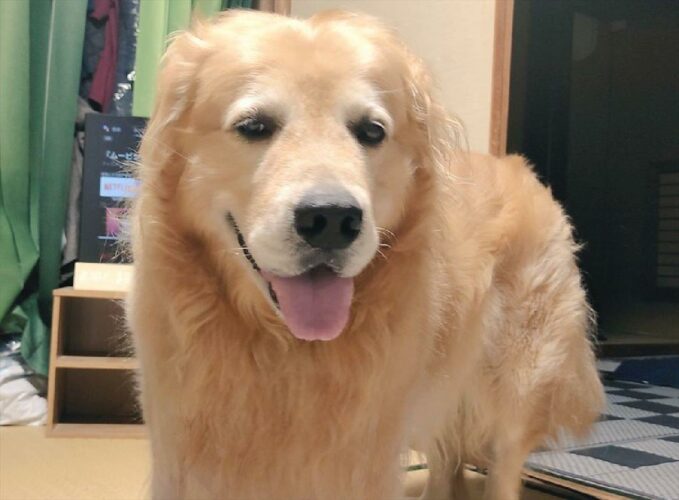 とりあえず「お帰り」は言ってくれるけど・・・次の瞬間、即座にテレビ鑑賞する犬が面白い！「肘ついて寝転んでるオッサン」