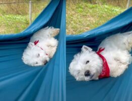 ウェスティの子犬はハンモックに揺られてウトウト。お昼寝をする姿が愛らしい！