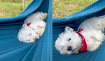 ウェスティの子犬はハンモックに揺られてウトウト。お昼寝をする姿が愛らしい！