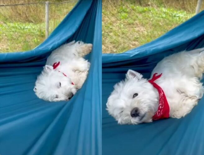 ウェスティの子犬はハンモックに揺られてウトウト。お昼寝をする姿が愛らしい！