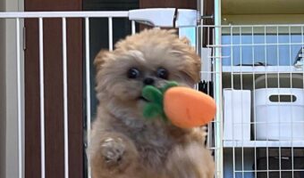 もしかして二足歩行可能？驚きの行動を見せた愛犬が話題に！「急いで届けなきゃって感じですね」