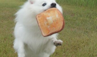 「いっけなーい!遅刻、遅刻ー!!」パンをくわえて走る愛犬が話題に!「胸キュン青春ドラマの始まりですね」