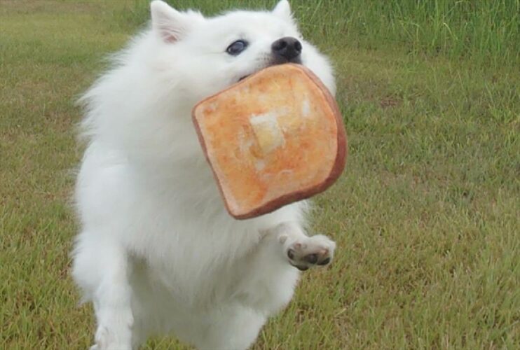 「いっけなーい！遅刻、遅刻ー！！」パンをくわえて走る愛犬が話題に！「胸キュン青春ドラマの始まりですね」