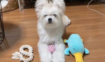 おもちゃを渡して遊びに誘うも・・・ただただ見つめ合うだけの謎時間が面白い！「カメラアングルが絶妙」