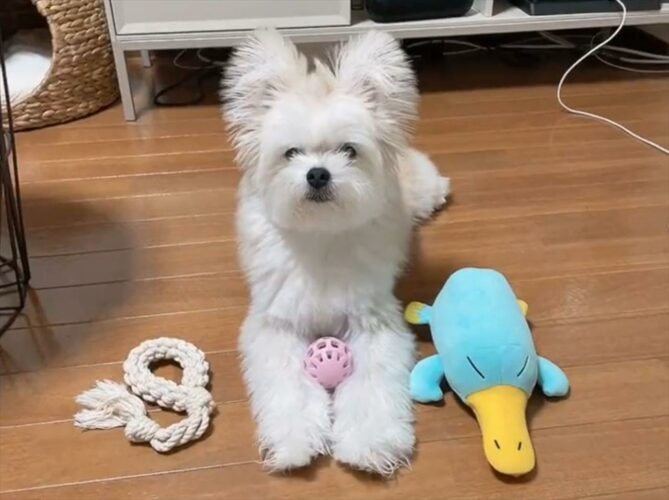 おもちゃを渡して遊びに誘うも・・・ただただ見つめ合うだけの謎時間が面白い！「カメラアングルが絶妙」