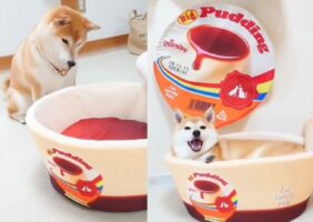 プリンカップ型のベッドに入って嬉しそうな柴犬に反響！「ベッドに入る前に、何かなぁ？と首をかしげてるのも可愛い」