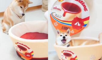 プリンカップ型のベッドに入って嬉しそうな柴犬に反響!「ベッドに入る前に、何かなぁ?と首をかしげてるのも可愛い」