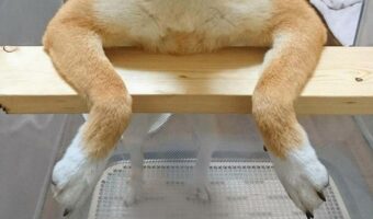 ツッコミどころ満載のポーズをとる犬が話題に!「風呂に浸かってるオッサン」「よう!そこのあんちゃんって言いそう」