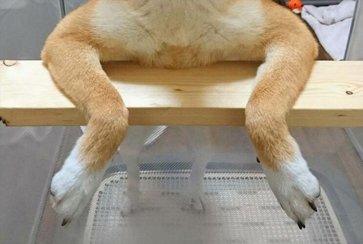 ツッコミどころ満載のポーズをとる犬が話題に！「風呂に浸かってるオッサン」「よう！そこのあんちゃんって言いそう」