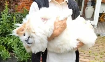 抱っこに甘えて“溶けすぎ”な愛犬が可愛すぎると話題に!「液体ですね!」「大きくてフワフワ」