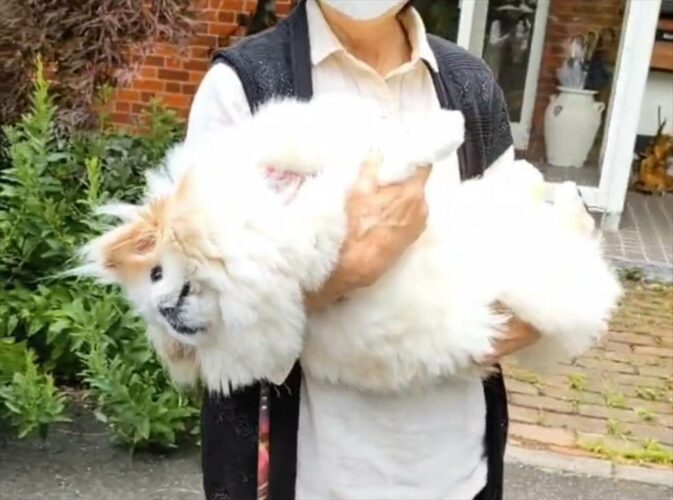 抱っこに甘えて“溶けすぎ”な愛犬が可愛すぎると話題に！「液体ですね！」「大きくてフワフワ」