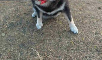 車は急には止まれないと言うけれど・・・犬は急に止まる!その瞬間をとらえた写真が面白い!