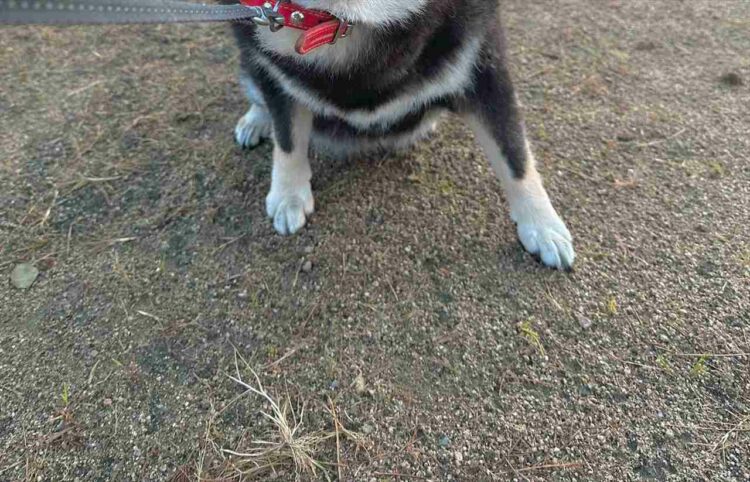 車は急には止まれないと言うけれど・・・犬は急に止まる！その瞬間をとらえた写真が面白い！