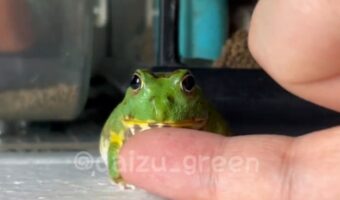 あご下を触られると途端にわちゃわちゃするチャコガエルが話題に！「めちゃくちゃコミカルで可愛すぎる！」