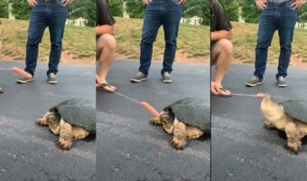 国内で特定外来生物として問題視されている「カミツキガメ」の恐ろしさがよく分かる動画が衝撃的!