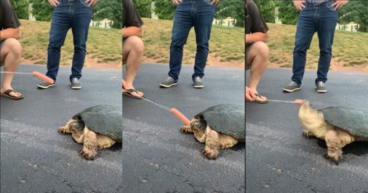 国内で特定外来生物として問題視されている「カミツキガメ」の恐ろしさがよく分かる動画が衝撃的！
