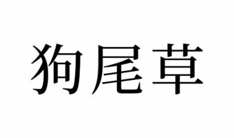 【読めたらスゴイ!】「狗尾草」ってどんな草!?絶対見たことある、あの雑草の正式名称!?この漢字、あなたは読めますか?